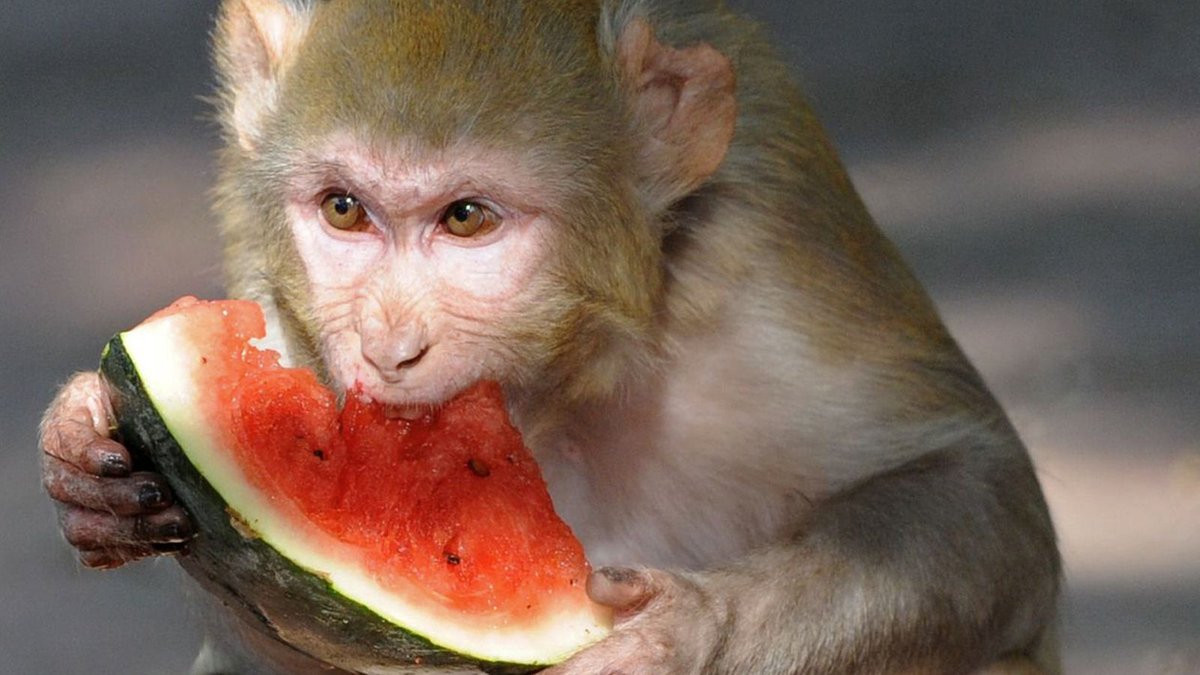 Monkey D Luffy vs Sukuna Who Would Win?